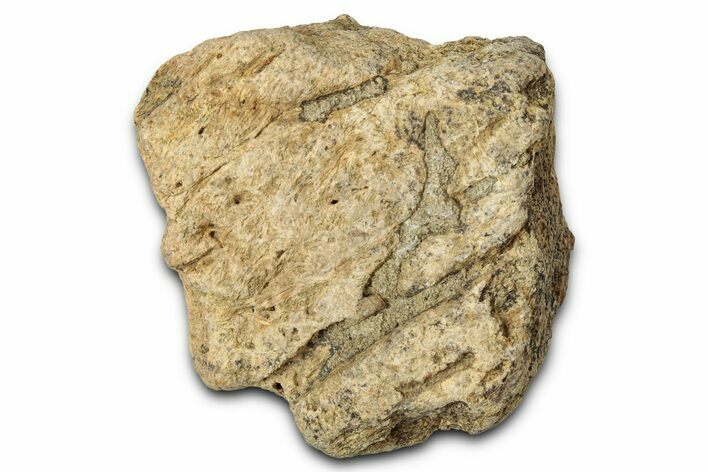 Dinosaur (Triceratops) Frill Shield Section - Montana #347989